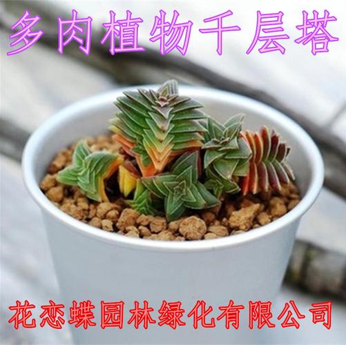  农业 农具 锹 >迷你园艺三件套 花园小铁铲 耙铁锹 挖土种菜工具