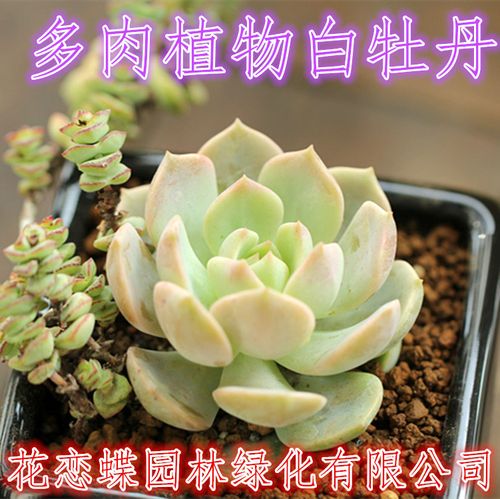  农业 农具 锹 >迷你园艺三件套 花园小铁铲 耙铁锹 挖土种菜工具