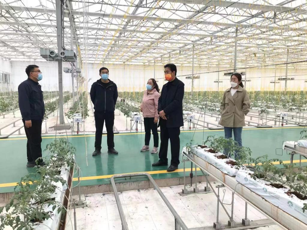 山西农业大学蔬菜专家团队赴先行县太谷区科芯农业和东辉世佳指导工作-社会服务部
